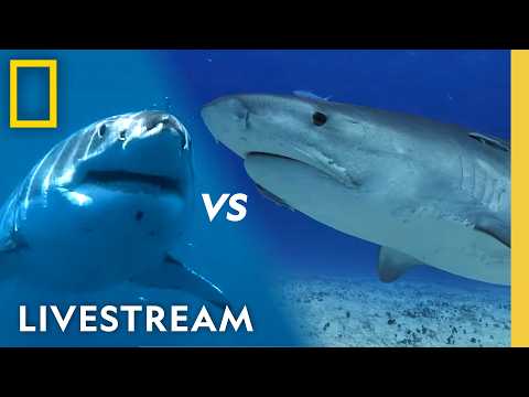 ???? Live: Shark Rivalries | SHARKFEST 2026 LIVESTREAM | National Geographic