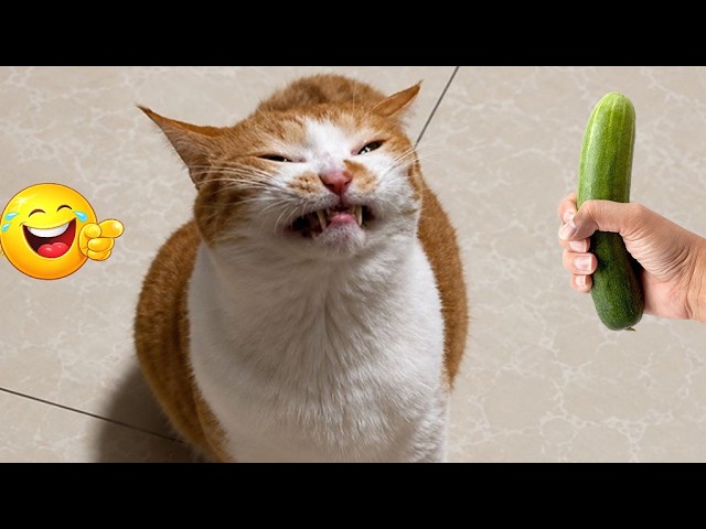 These CATS are HILARIOUS! ???? Best Cat Videos 2026 | Funny Cat Compilation