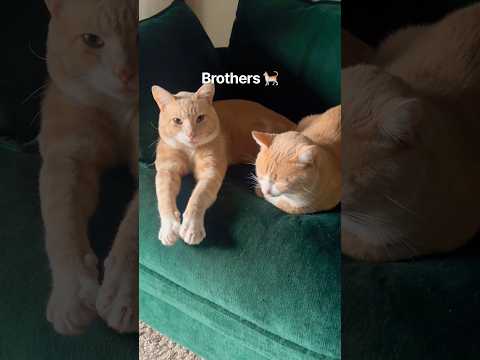 My boys.