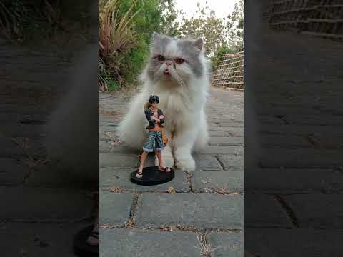 Funny Cat Videos ???? Ming & Luffy On The Street ????