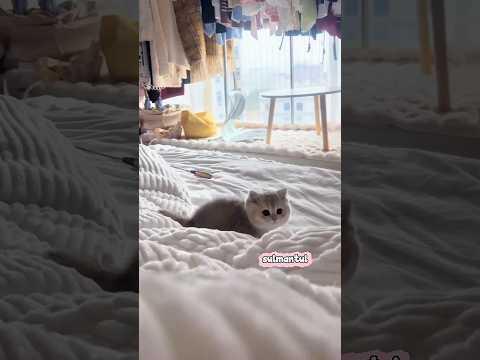 Cute cat dance ???? #reels #cat #catvideos #funnycatvideos #shorts #trendingshorts #ytcat #funny #cute