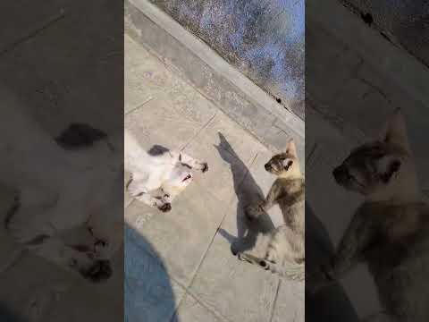 কি মারামারি করতে শিখেছে ছোট ছোট সোনামনিরা???????? #trending #cat #funny #comedy #shorts #catvideos #viral