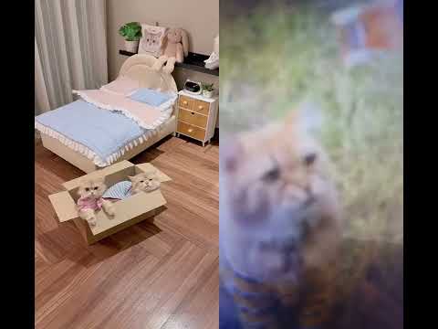 #cat #catlover #catlovers #catlife #catvideo #catvideos #cutecat #cutecats #funnycat