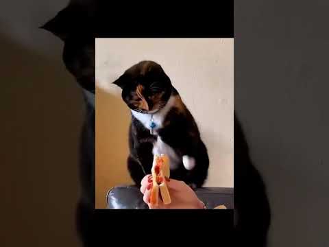 Cat acting like they are busy ????????#shorts #funnycat #catvideos
