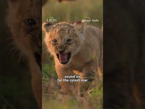 Sound On For The Cutest Roar #NatGeoLion