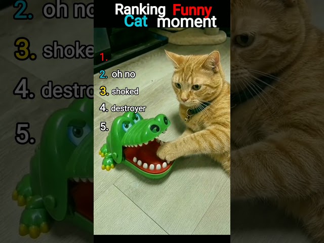 Ranking Funny Cat Moment #shorts #funnycatvideos  #memes