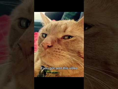 If you got sent this video.. #cat #larrylegend #funny #catvideos #memes