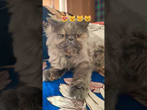 ????#cat​​#cats​​ #catshorts​​ #catvideos​​ #cutecat​​ #funnycat​​ #kitten​​ #kittens​​ #catlover​​#cat