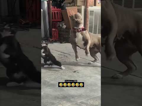 FUNNY CAT .AND DOG 