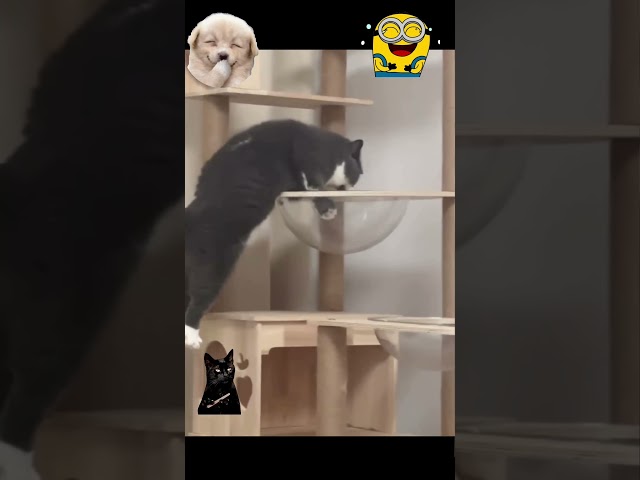 Viral Funny Cat Videos That Broke The Internet ????