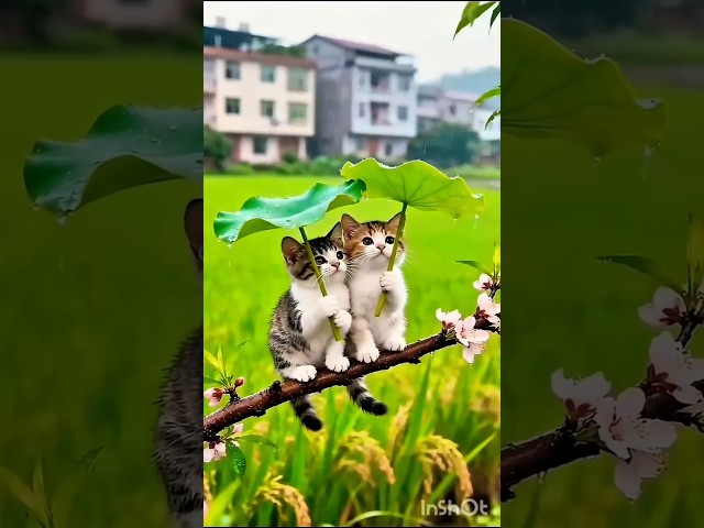 কি সুন্দর দুটি বিড়াল #shorts #funny #catvideos #viralvideo #please_subscribe_my_channel ????