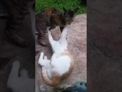 funny cat