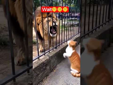 Funny cat videos???????? #shorts #funny #funnycats #cat #catvideos #video #dipasofficial #viral