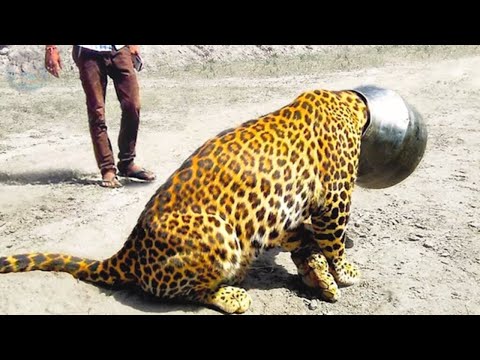 The exhausted leopard came to the people for help, everyone was shocked by what they saw