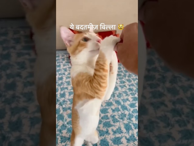 My Orange Cat Is Too Stubborn ???? | Funny Cat #shorts #shortsfeed #youtubeshorts #ytshorts #cat