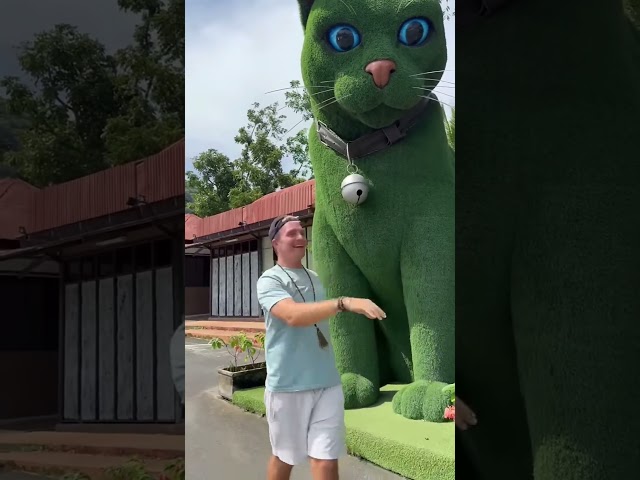 This cat is really alive! ???? #funny #cats #catvideos #tiktok #social #usafunny #catlovers #funpage