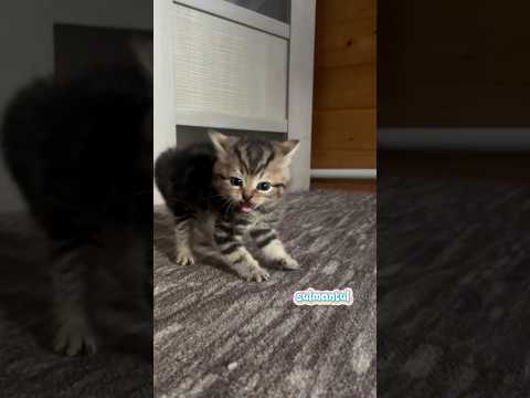 Cute cat dance ???? #reels #cat #catvideos #funnycatvideos #shorts #trendingshorts #ytcat #funny #cute