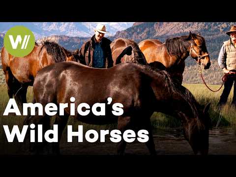American Mustangs: The Wild Horses of the Old West | Full Documentary
