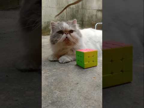 Funny Cat Videos ???? Ming playing Rubik ????