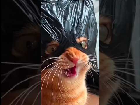 Funny cat videos ????????, Because I'm batman ????????????, Ranking moments #shorts #funnyshorts #cat #funnycats