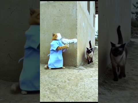 Cat, You Can’t Do It ????! Funniest cat videos ???? #cat #shorts #youtubeshorts