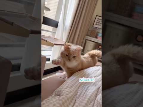 Cute cat dance ???? #reels #cat #catvideos #funnycatvideos #shorts #trendingshorts #ytcat #funny #cute