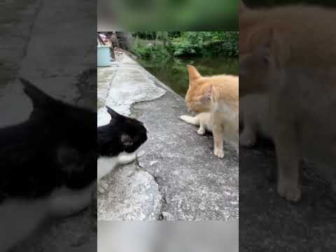 Funny cat videos  #funny #cat #pets #animalshorts #animals #cute #funnyanimals #kitten #funnycats