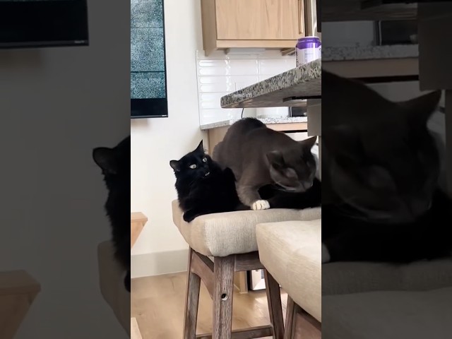 Dramatic cat Funny videos????#ytshorts #funny #cat #funnycats