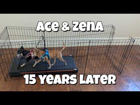 Potty Training Puppy Apartment Stars 15 years later – Ace & Zena