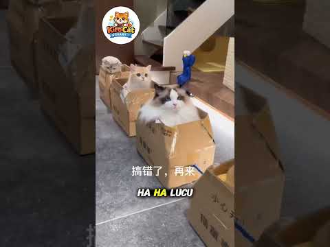 Papa Oyen Main Kereta #shortvideo #kucinglucu #prettycat #cat #catvideos #kucing #imut