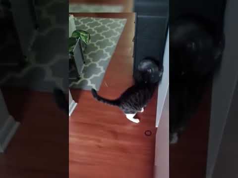 Funny Animal Videos that will make you laugh uncontollably. #funnyanimalvideos #funny #pets