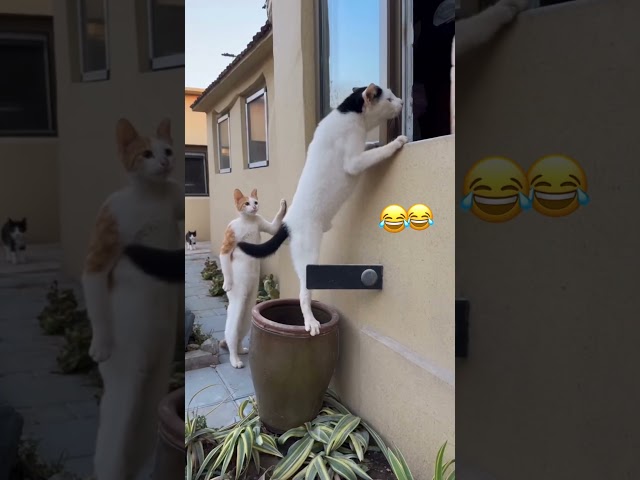 That's why cats shouldn't be curious ???? #funny #catvideos #comedy #shorts #viral #cat