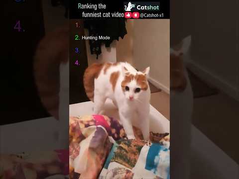???? Ranking the Funniest Cat Videos EP.121 #catshot #cat #funny