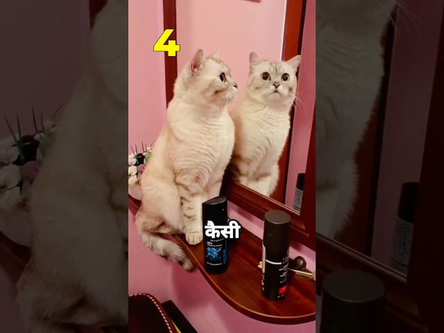 funny cats ???? #catvideos