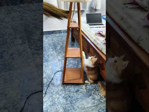 Enga Kudumbam #cat #funny #cats #catvideos #pets #shorts #shortsfeed #animals #cute #kitten #petcare