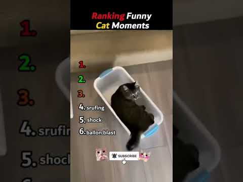 Ranking Funny Cat Moment #funnycats #catmoments #catlife #catvideos #cats
