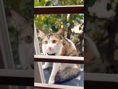 Funny Cat Videos ???? | Cute & Funny Cats Compilation | Funniest Cat Shorts #cat #shorts