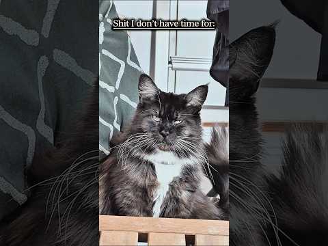No time for .. #funny #cat #catvideos #shorts #relatable #comedy #funnycats