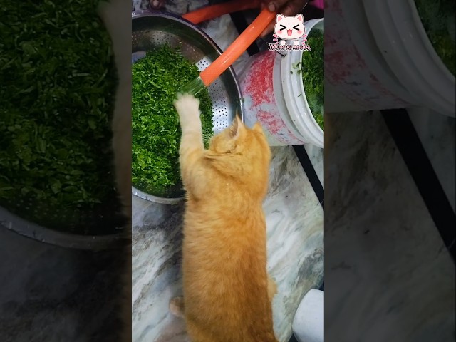 simbu ki masti ???????? #cat #cats #shorts #funny #catvideos #youtube #youtubeshorts
