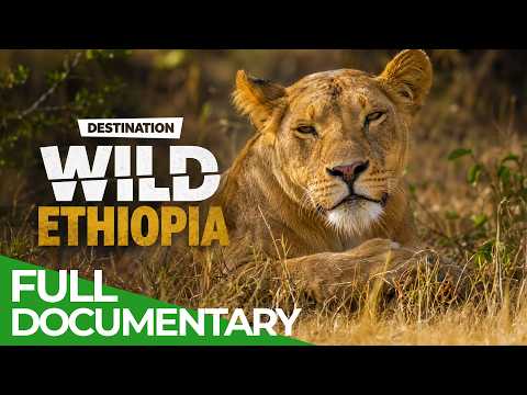 Destination Wild: Ethiopia - Ancient Kingdom | Free Documentary Nature