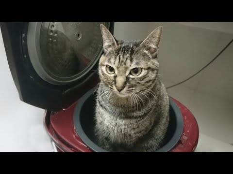 FUNNY CATS that deserve 100 MILLION VIEWS! 