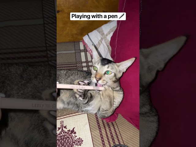 “Funny kitten ???? #cutecat#funnycatvideos #viralshorts ????❤️