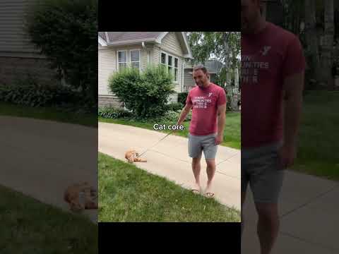 FUNNY CAT VIDEOS COMPILATION PART 3