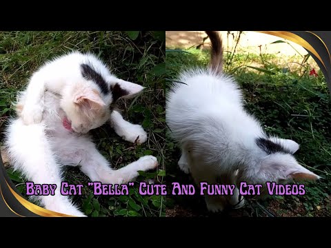 Baby Cat "Bella" Cute And Funny Cat Videos//Animal & Pets//Cat Video #Cat #Kitten