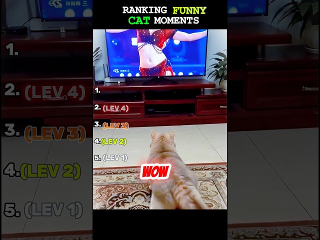 Ranking Funny Cat Moments #usa #funny #funnycatvideos #meme