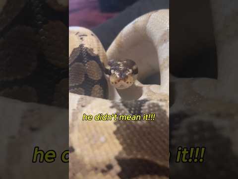 How I Deal With Snake Bites #snakes #reptiles #pets #animals #snakebite