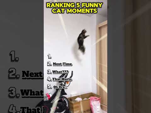 Ranking 5 Funny Cat Moments #catvideos #cat #dontlaught #funny #funnyvideo #funnycats #catshorts