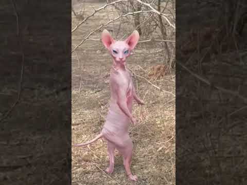 huge sphynx pink cat #pinkcat #cat #cat #funny #funnycatvideos #catdance