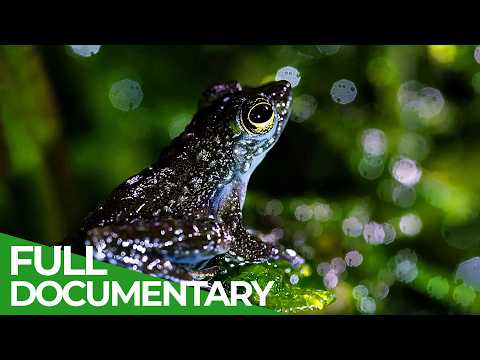 A Wildlife Odyssey - Southeast Asia's Island Paradise | Part 3 | Free Documentary Nature