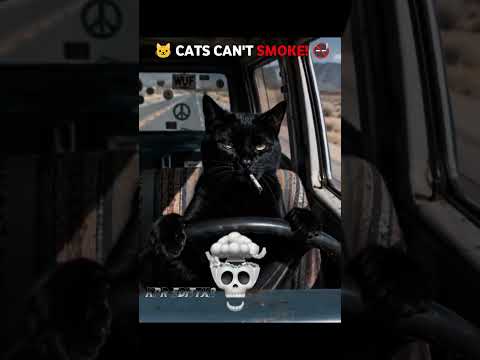 Cats Can't Smoke! ???????? Funny Cat Shorts #shorts